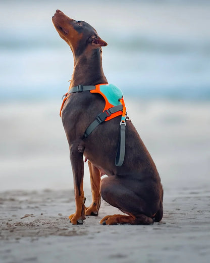 Alles-in-Een Hond Harnas & Touw