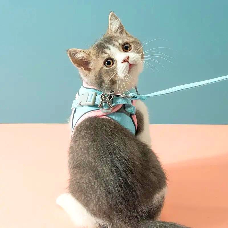 KatWalk