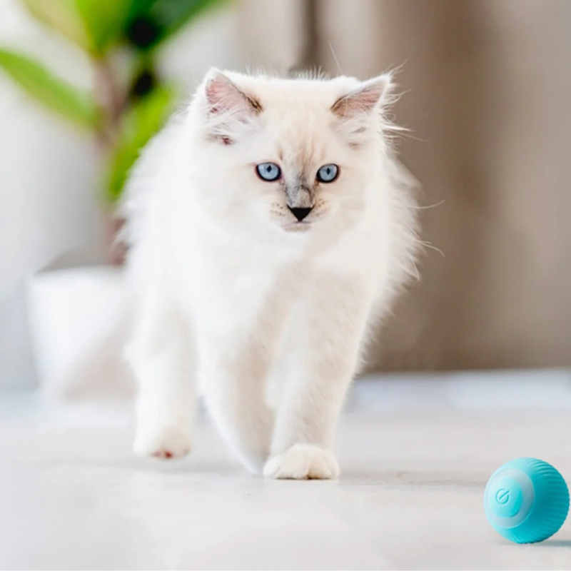 Kattenbal