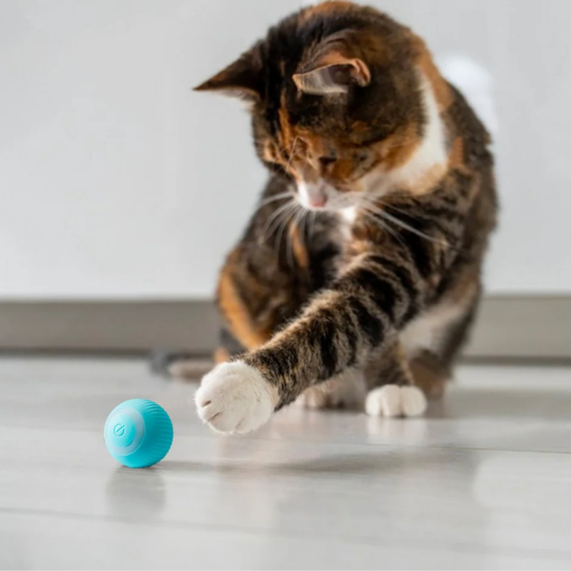 Kattenbal